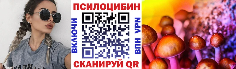 Купить закладки  Нестеров  Галлюциногенные грибы Psilocybine cubensis 
